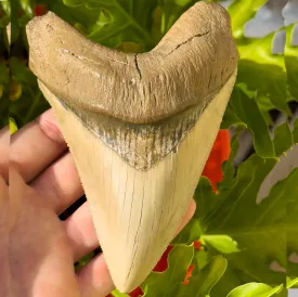 5  Inch Megalodon Shark Tooth | (Central Florida)