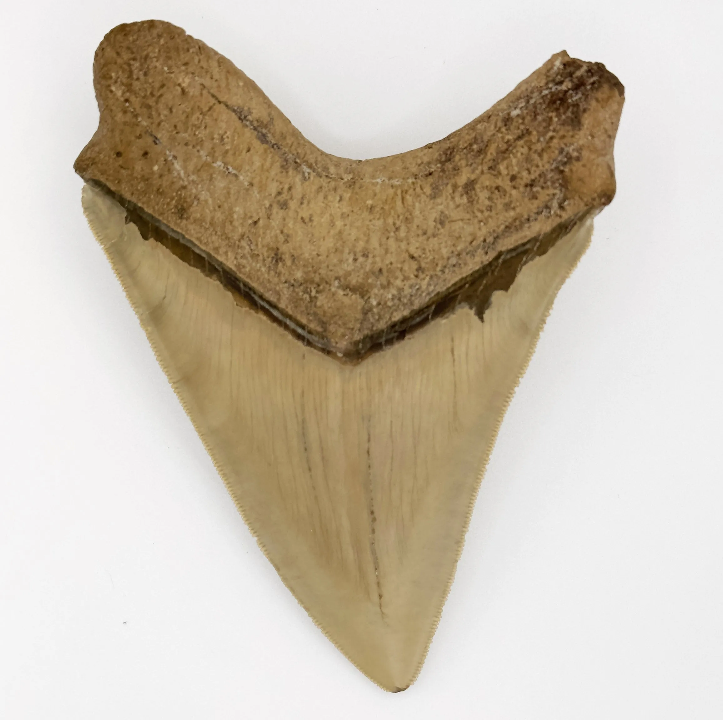 5  Inch Megalodon Shark Tooth | (Central Florida)
