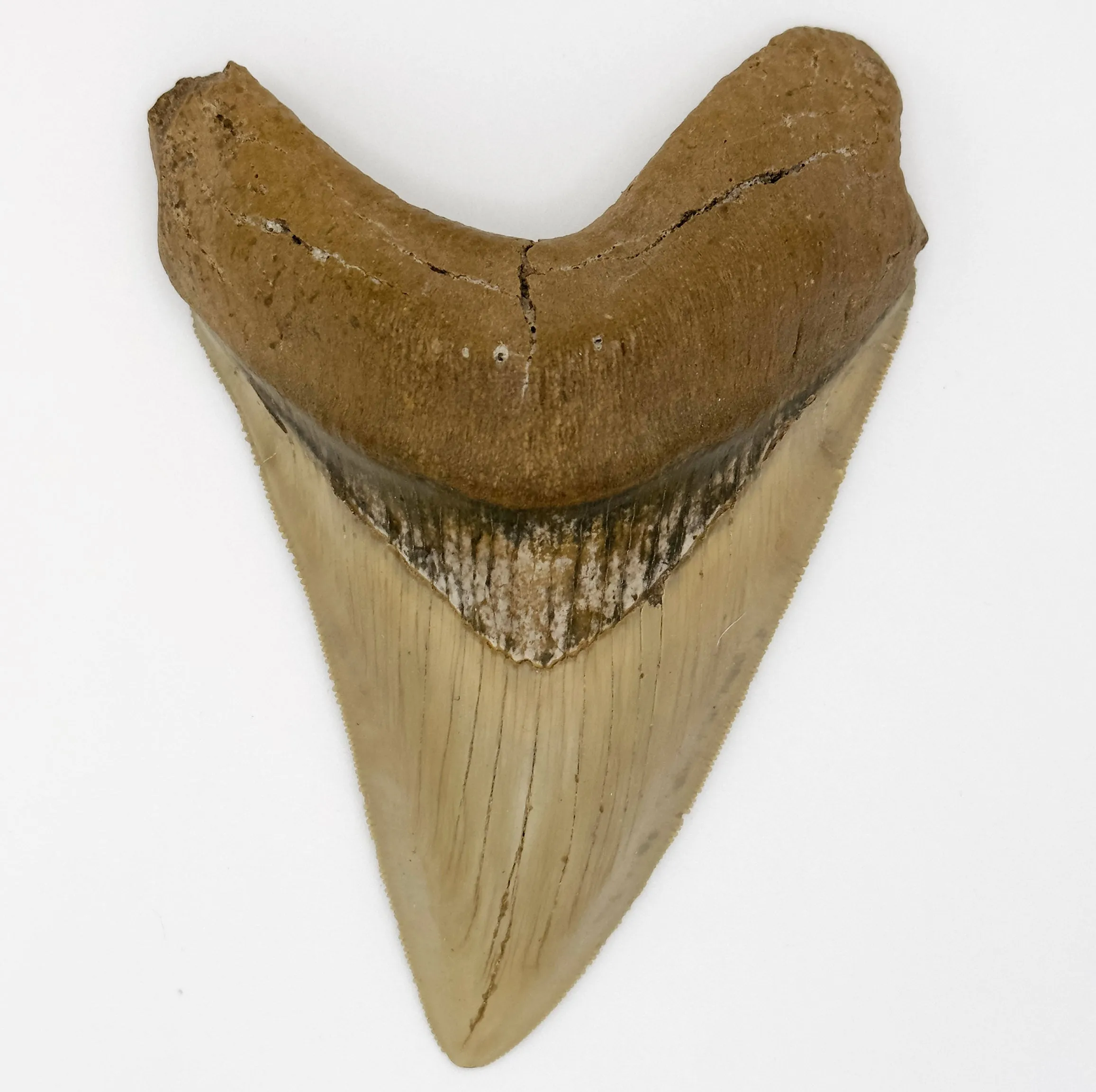 5  Inch Megalodon Shark Tooth | (Central Florida)