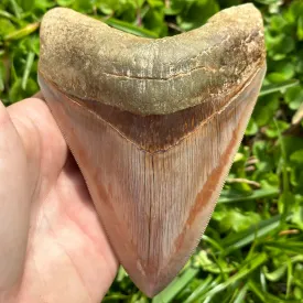 A  Grade Megalodon Shark Tooth | (4  Inch)