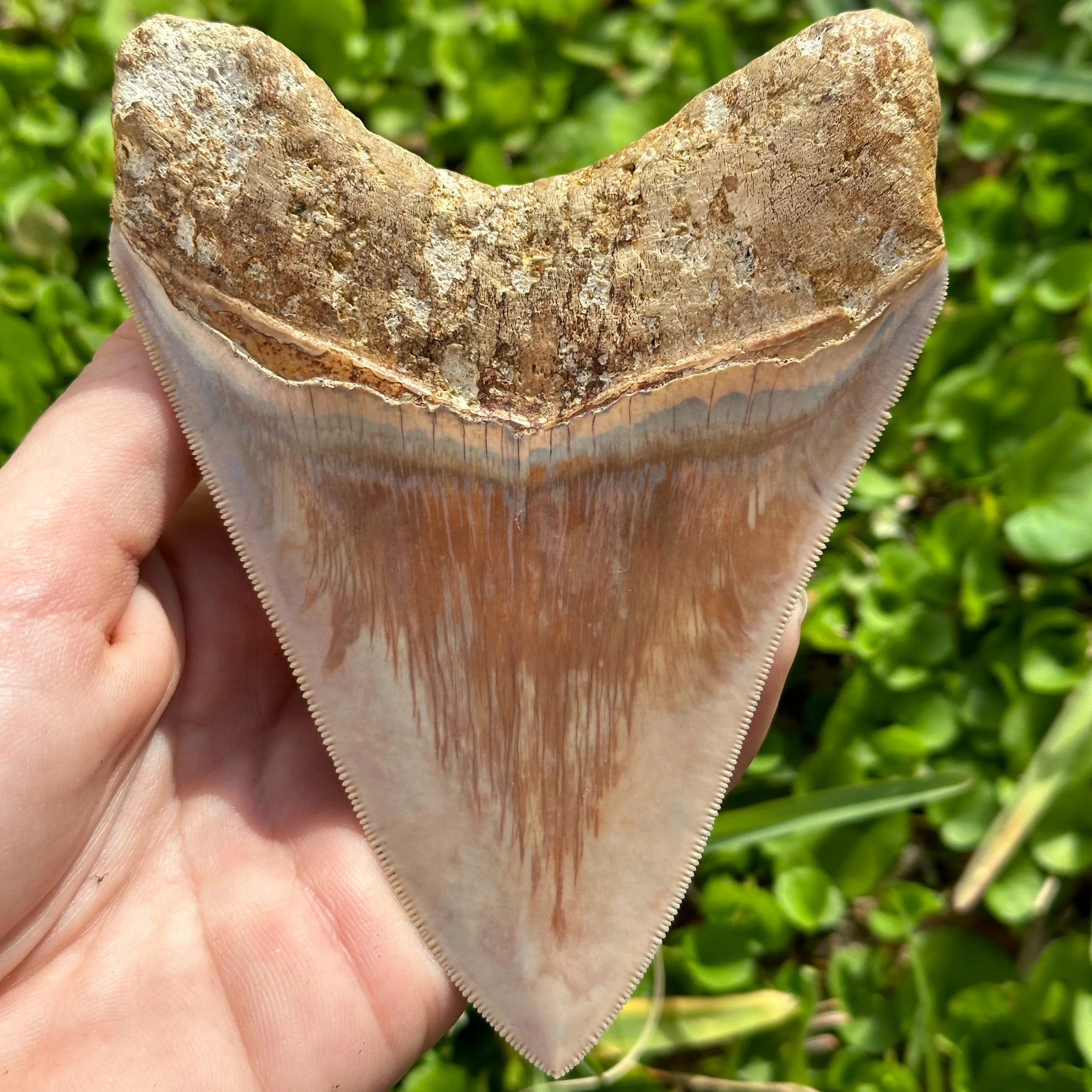 A  Grade Megalodon Shark Tooth | (4  Inch)