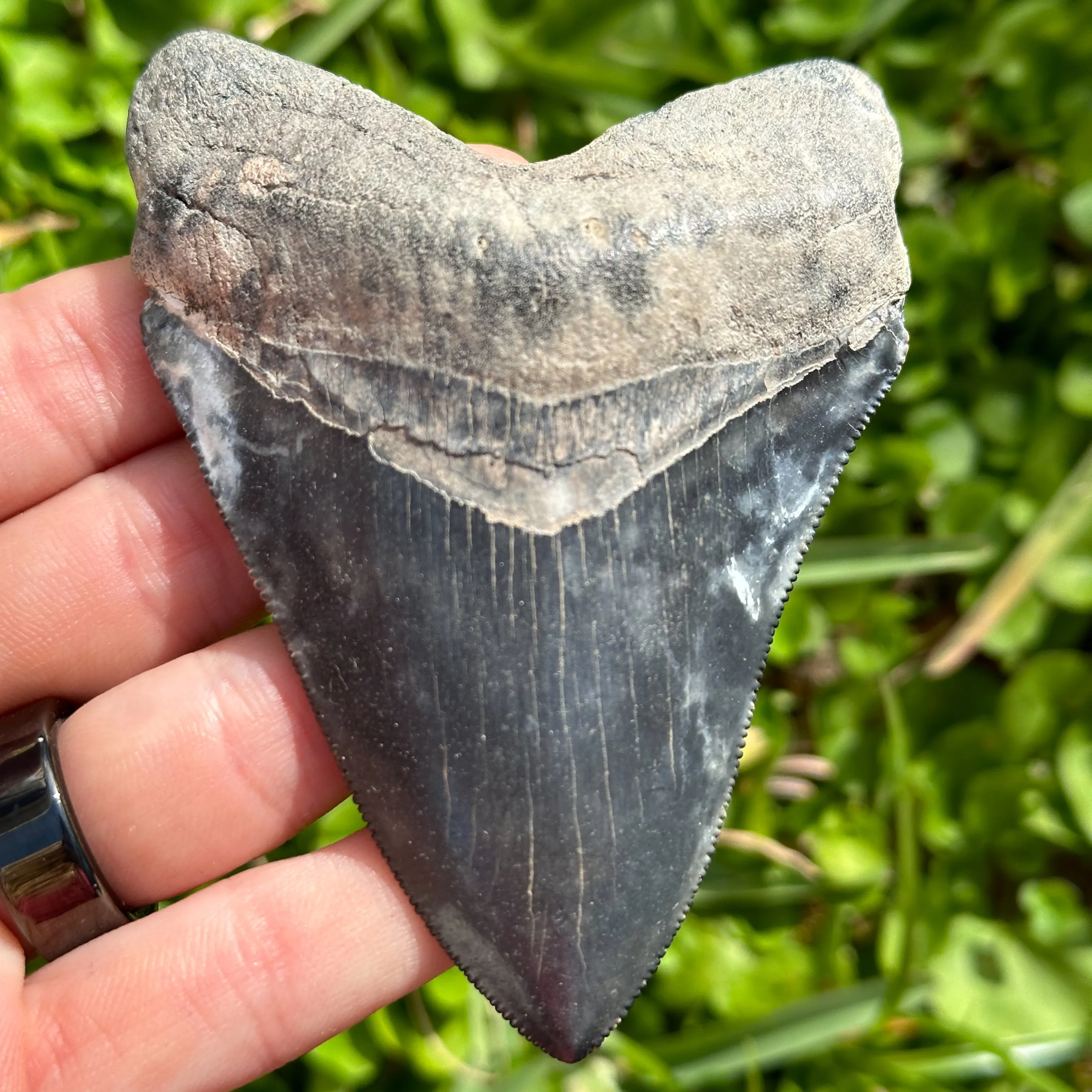 Bone Valley Megalodon Shark Tooth  | (Central Florida)