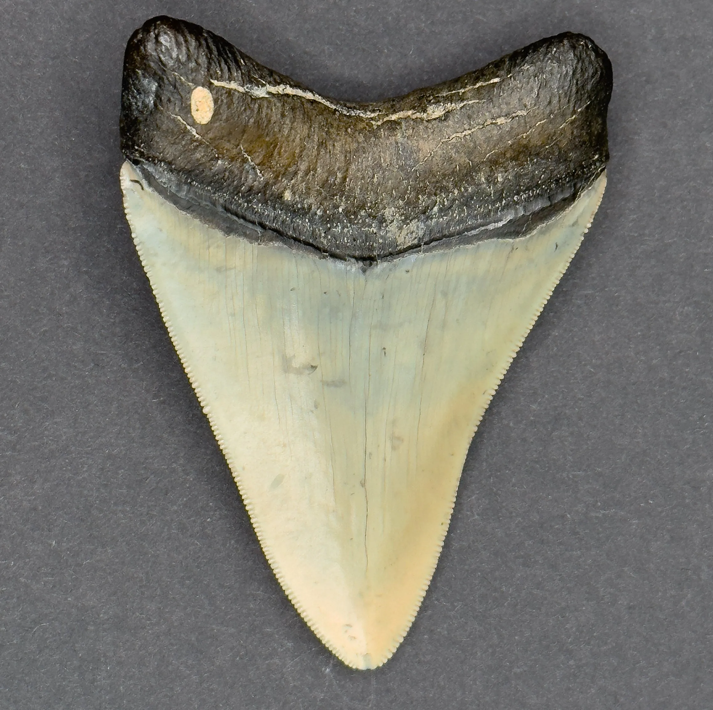 Florida Megalodon Shark Tooth | 3 3/8 Inch | (Central Florida)
