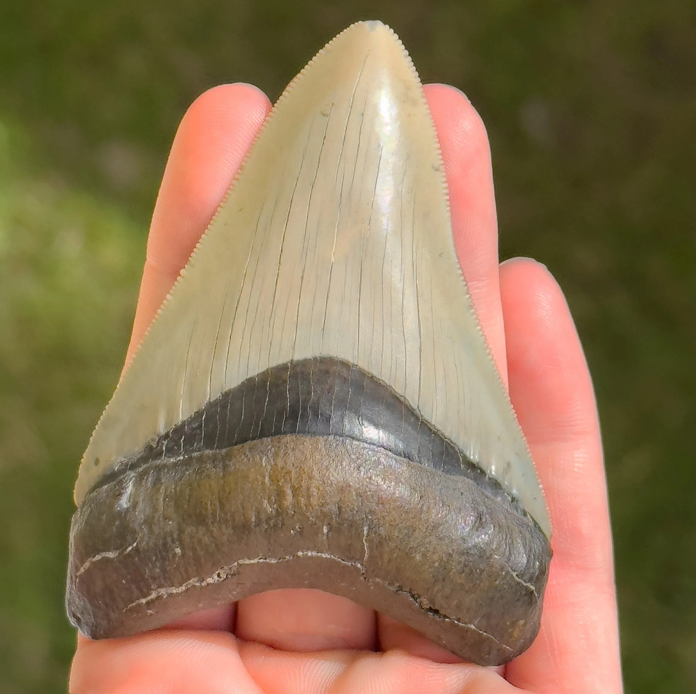 Florida Megalodon Shark Tooth | 3 3/8 Inch | (Central Florida)