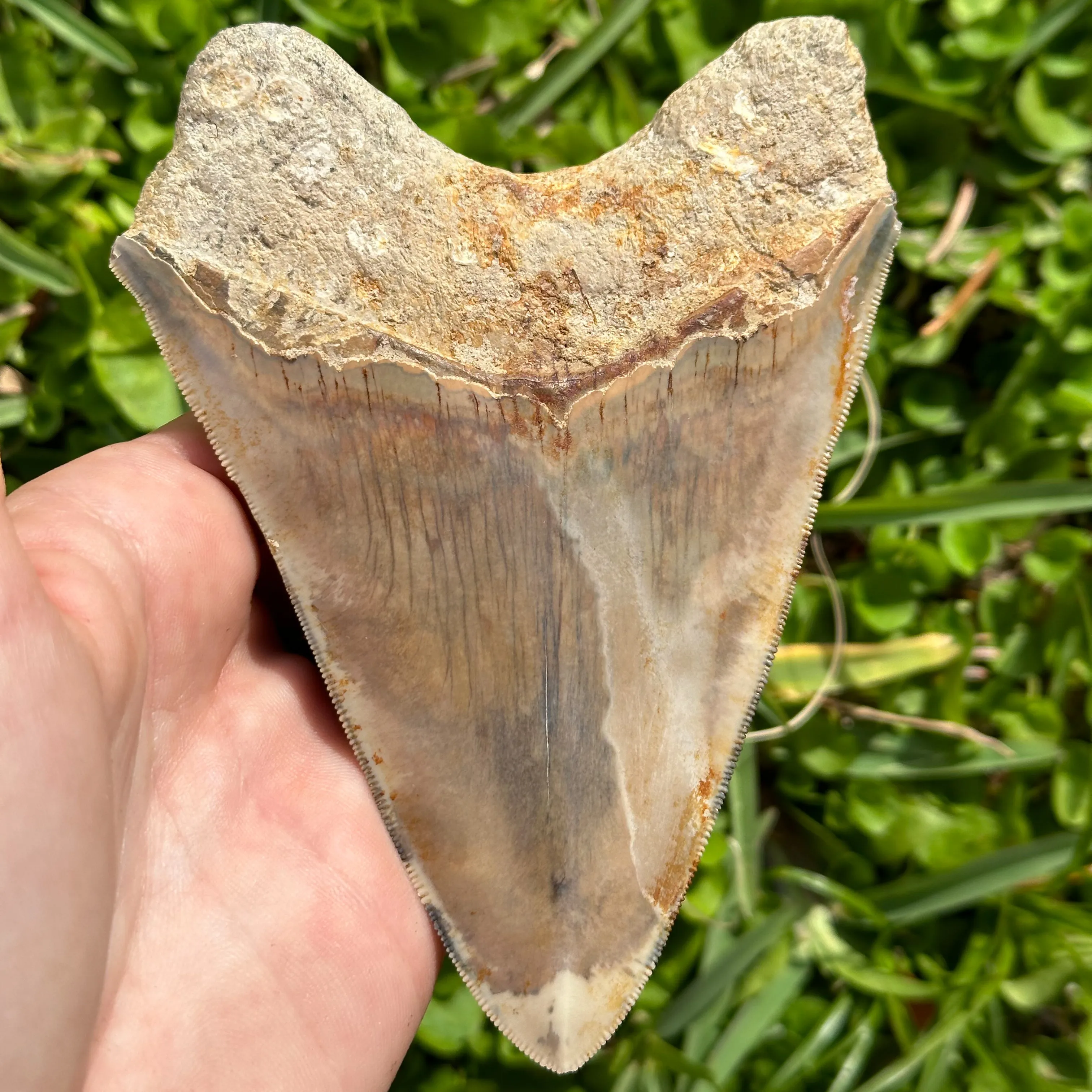 Incredible Megalodon Shark Tooth | 5 Inches
