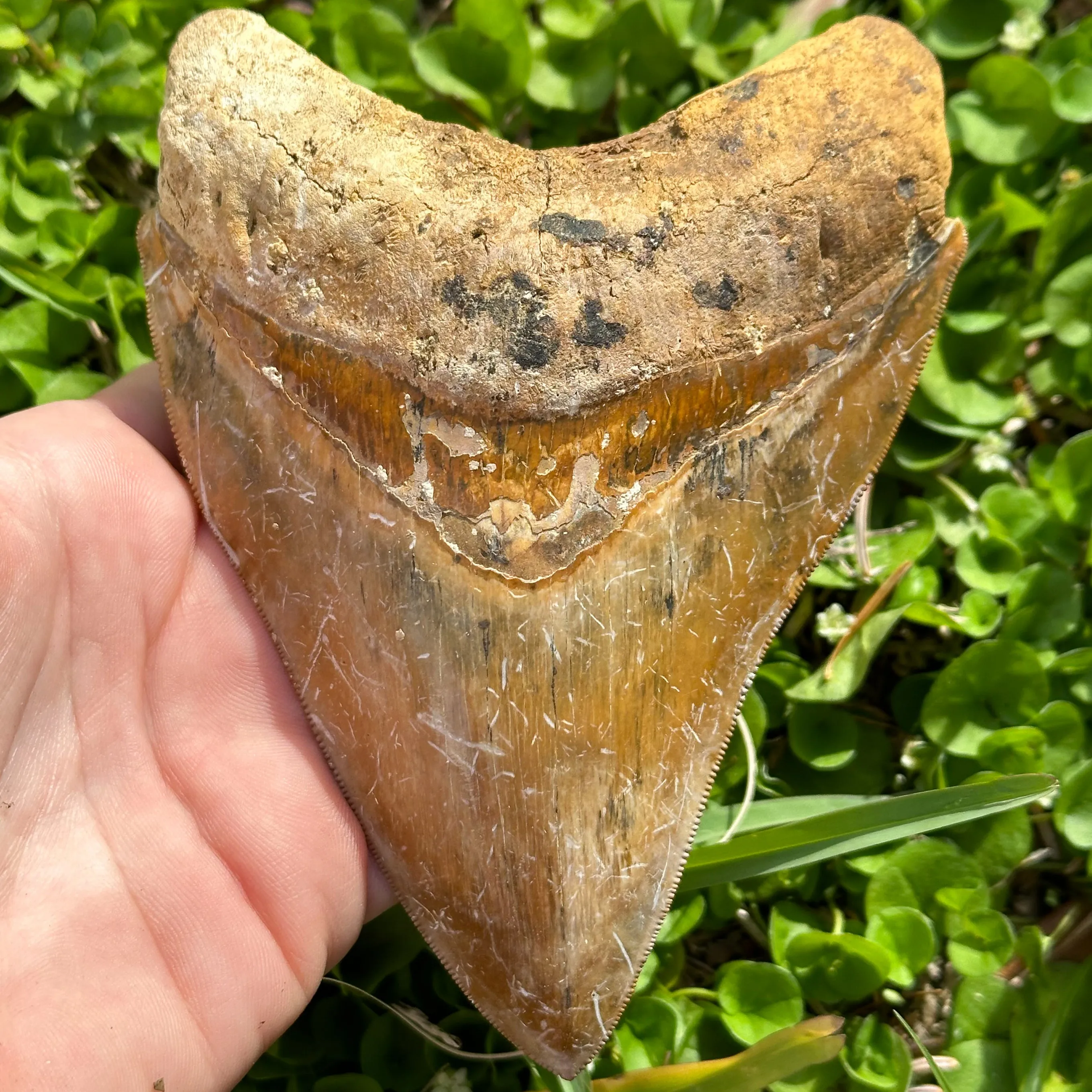 MASSIVE Megalodon Shark Tooth (5  Inches)