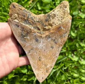 MASSIVE Megalodon Shark Tooth (5  Inches)