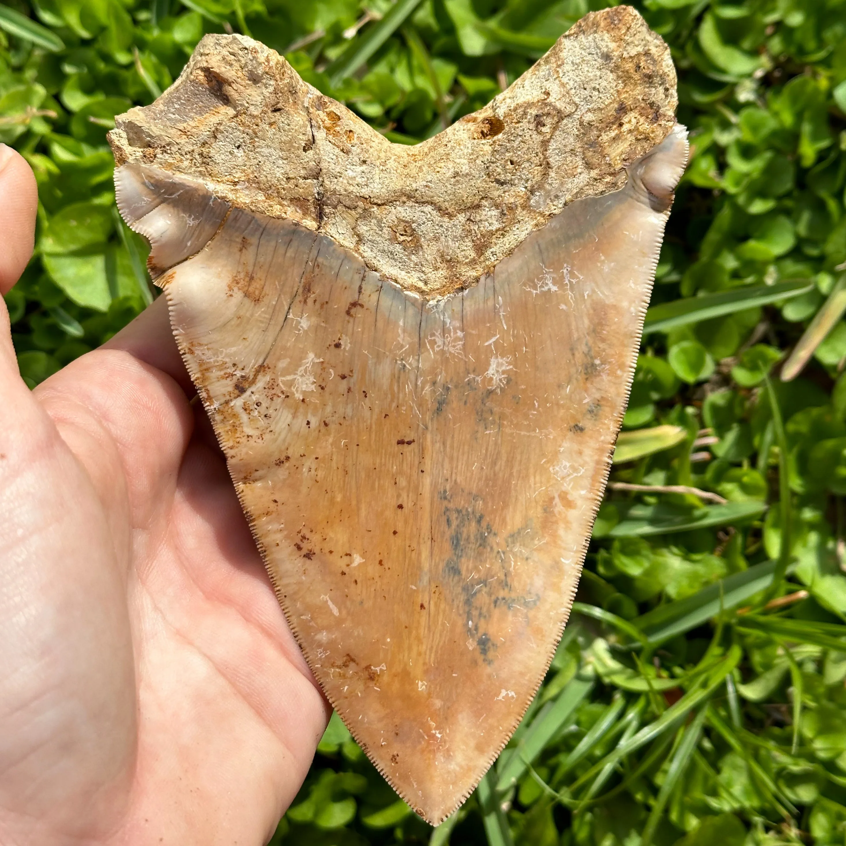 MASSIVE Megalodon Shark Tooth
