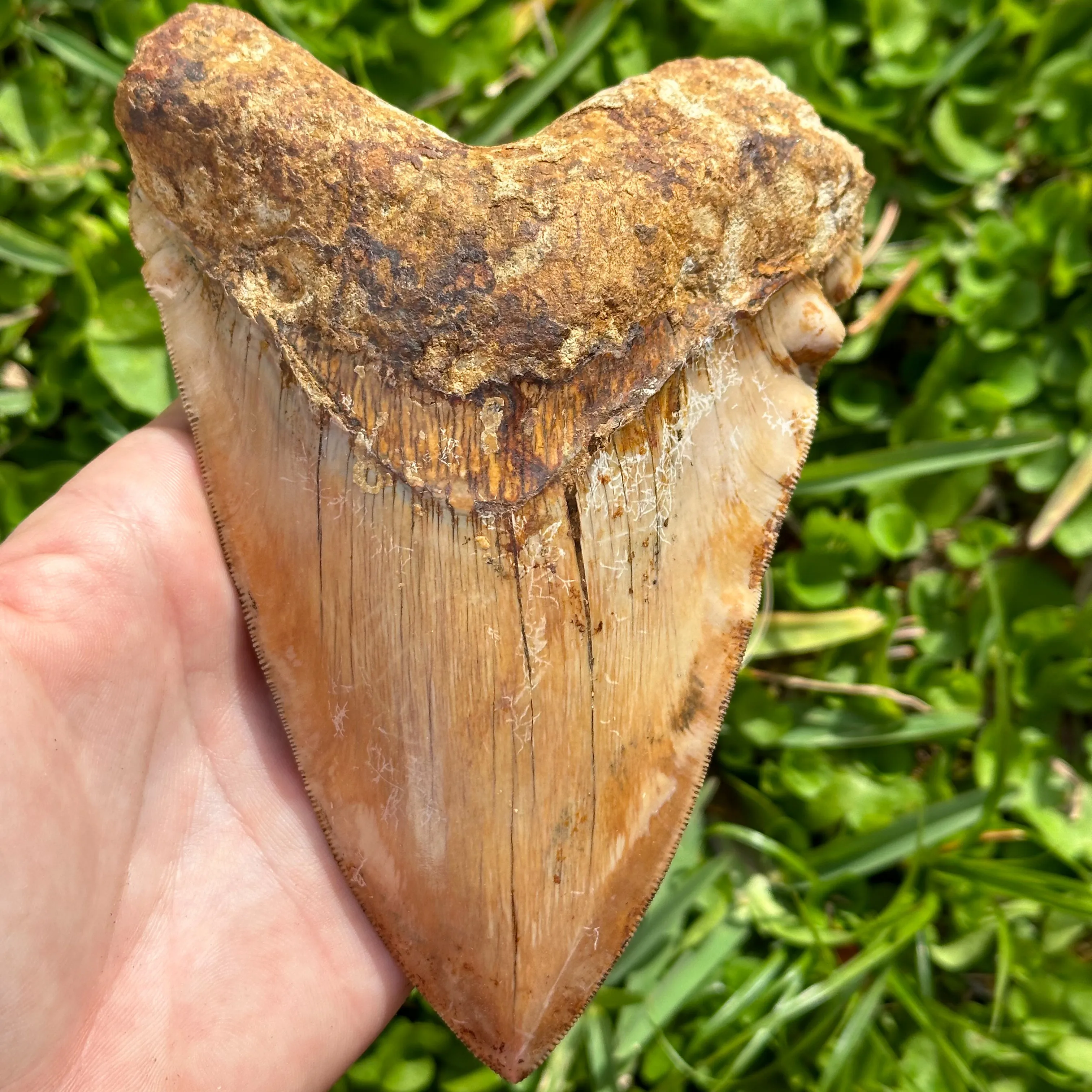 MASSIVE Megalodon Shark Tooth
