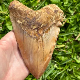 MASSIVE Megalodon Shark Tooth