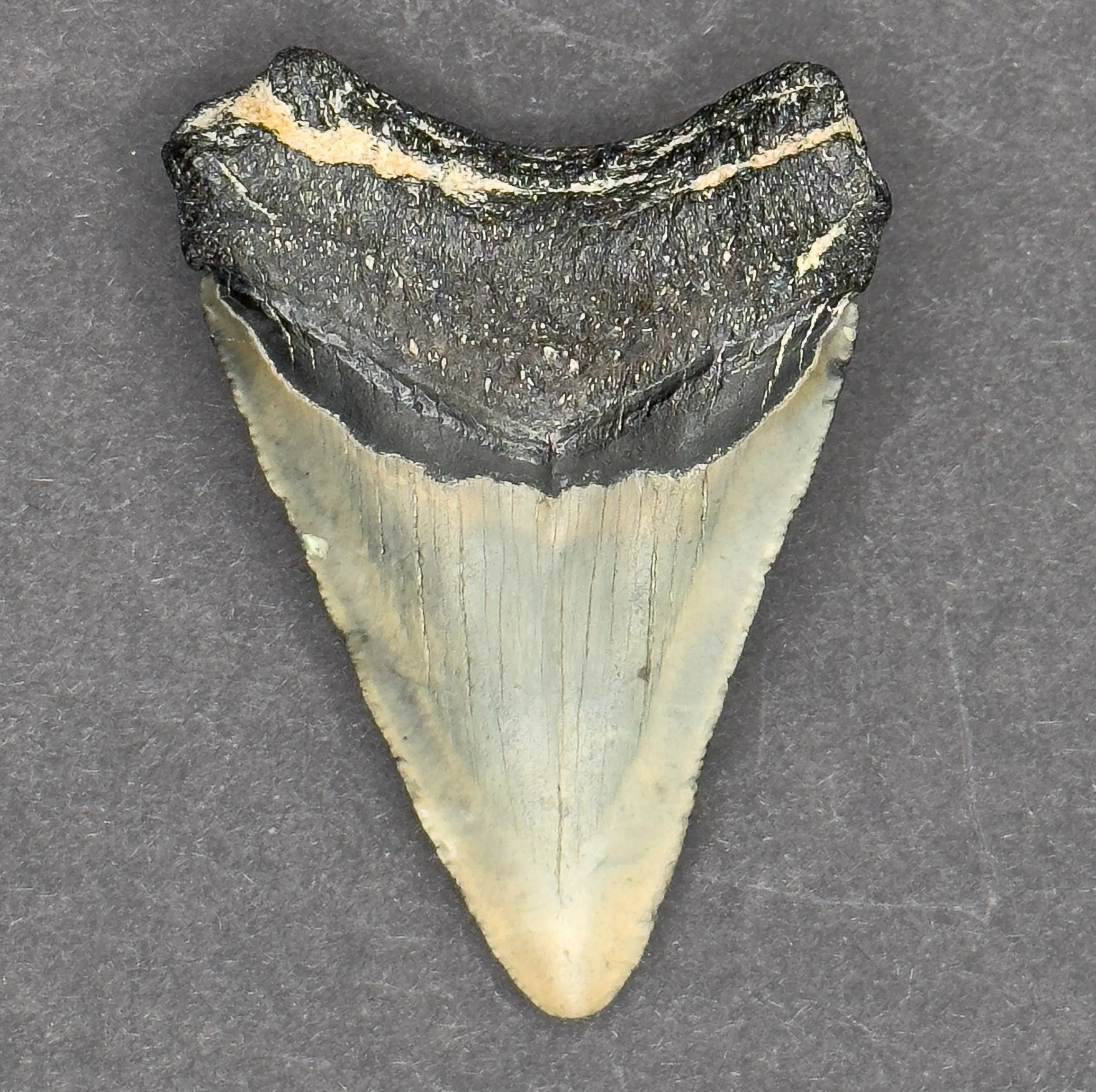 Megalodon Shark Tooth | 2 5/16 Inches | (Central Florida)