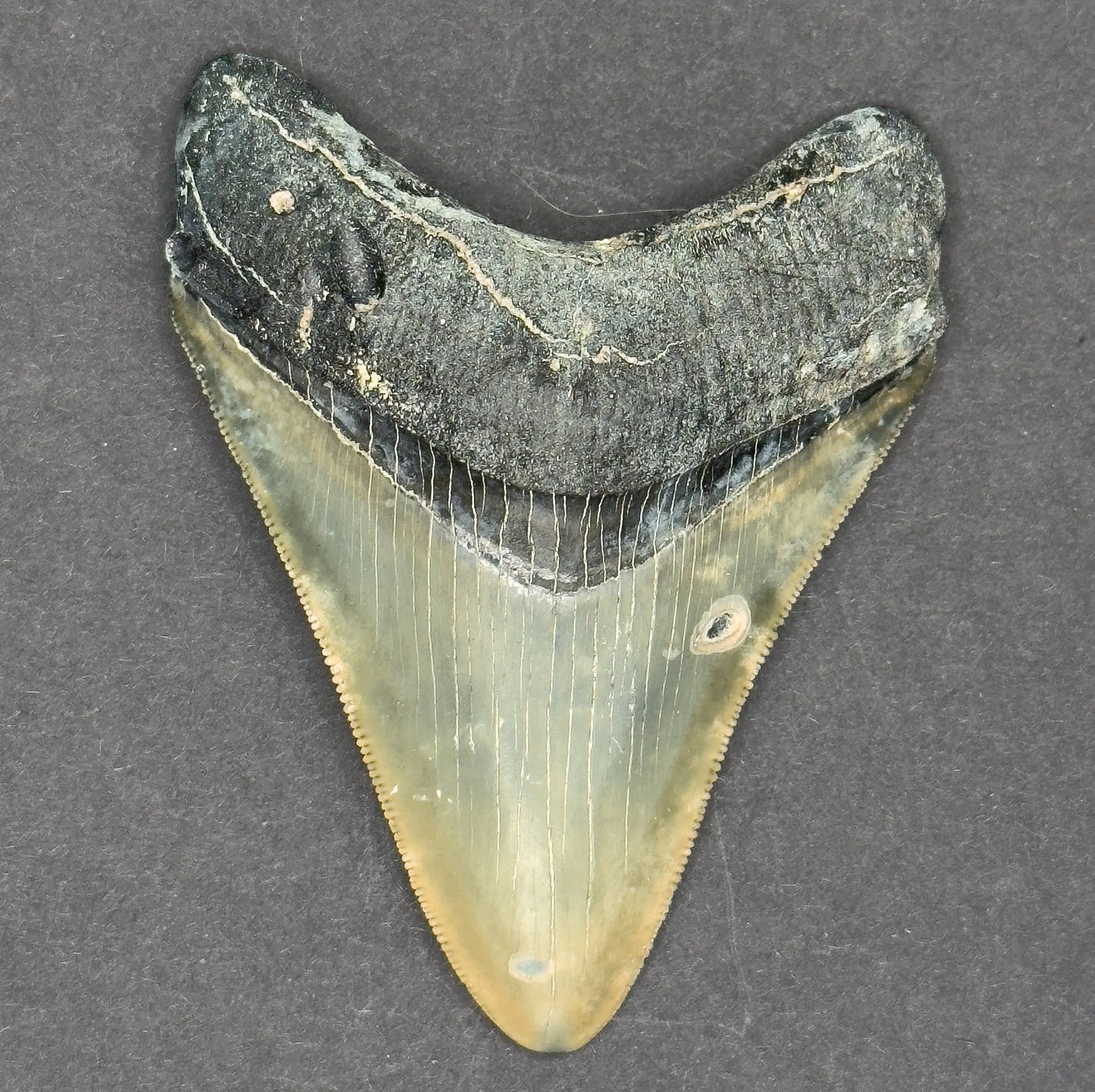 Megalodon Shark Tooth | 3 1/4 Inches | (Central Florida)