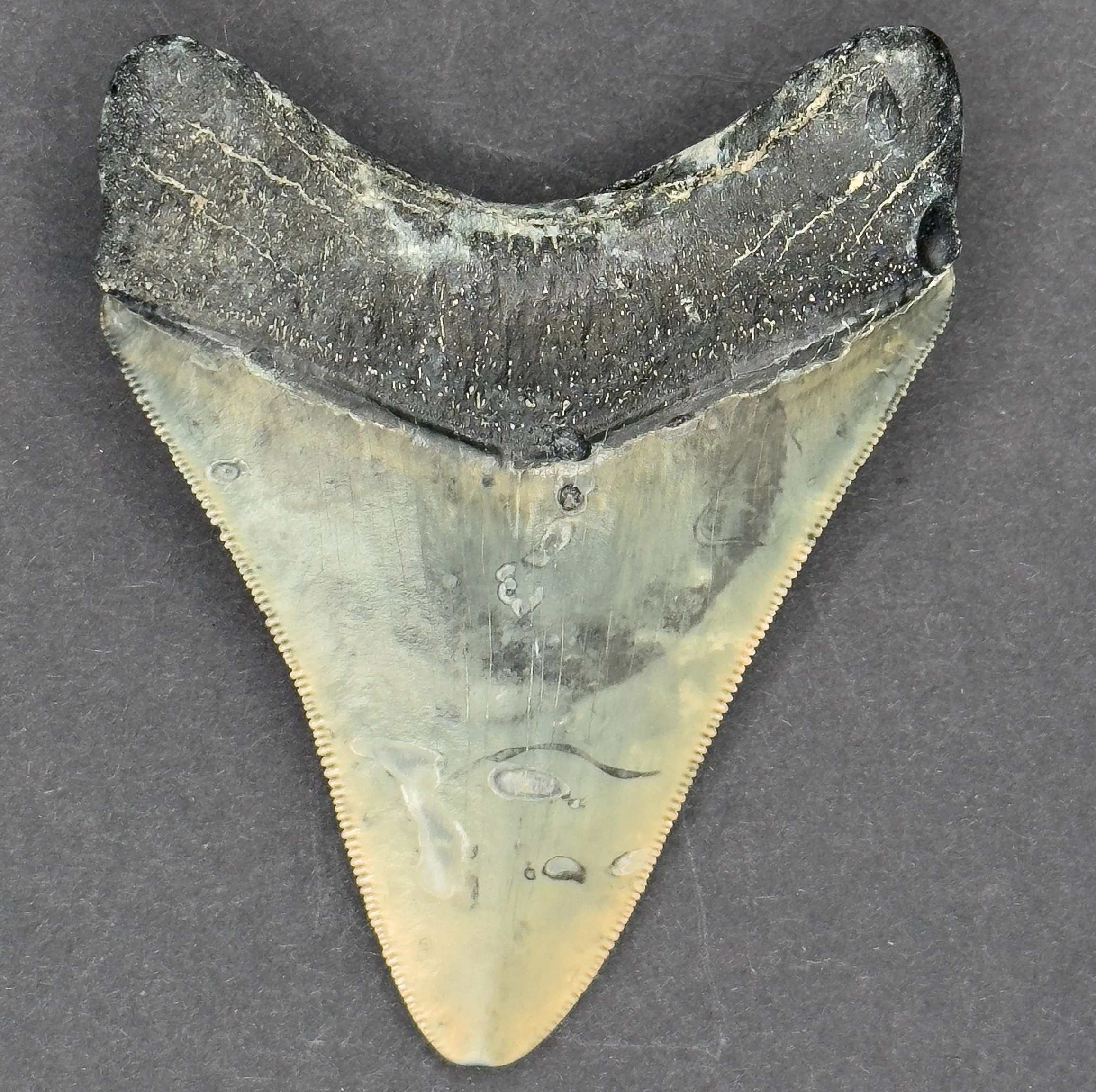 Megalodon Shark Tooth | 3 1/4 Inches | (Central Florida)