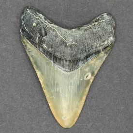 Megalodon Shark Tooth | 3 1/4 Inches | (Central Florida)