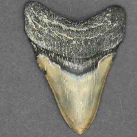 Megalodon Shark Tooth | 3 3/4 INCH | (Central Florida)