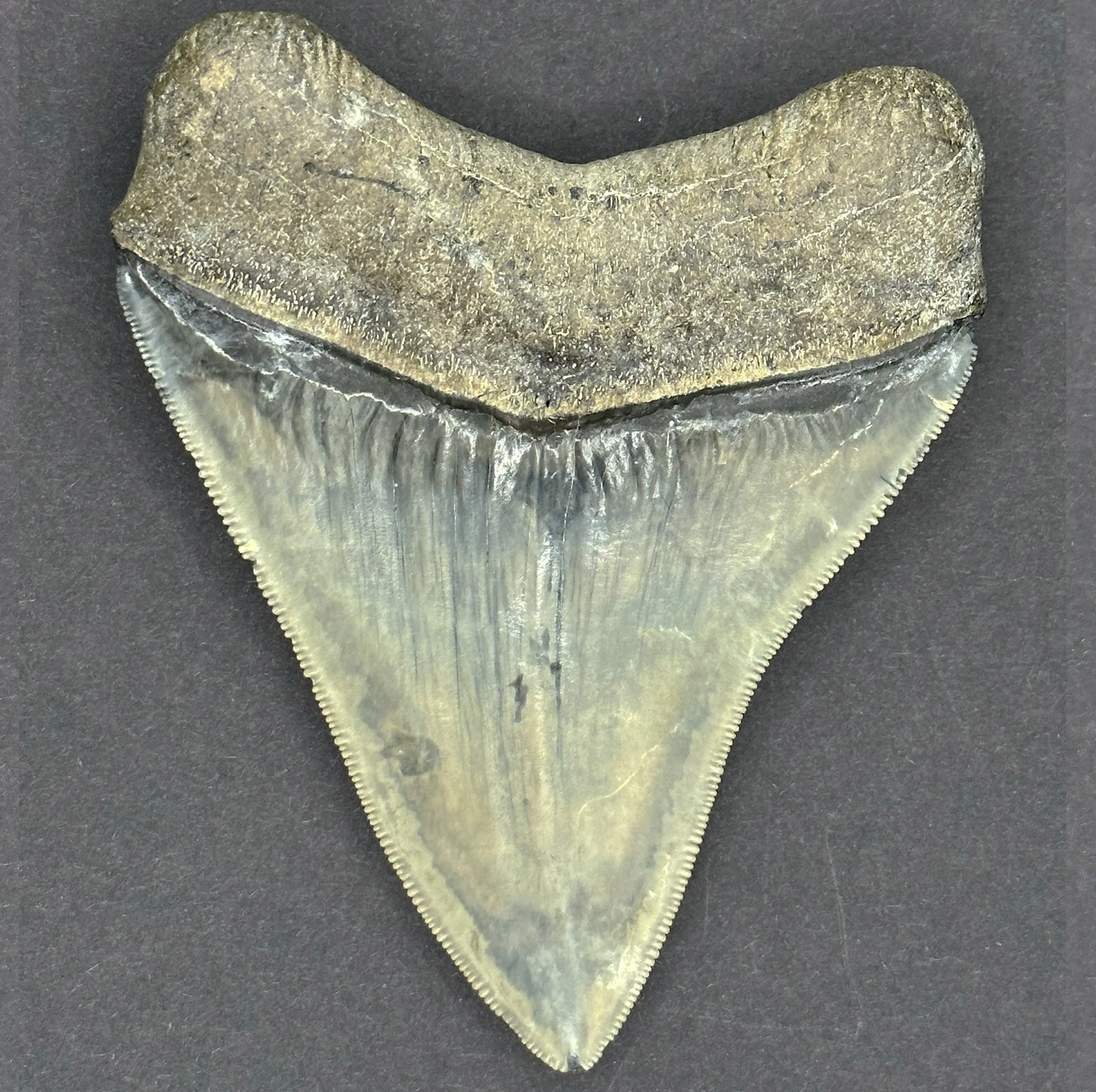 Megalodon Shark Tooth | 3 7/8 Inch | (Central Florida)