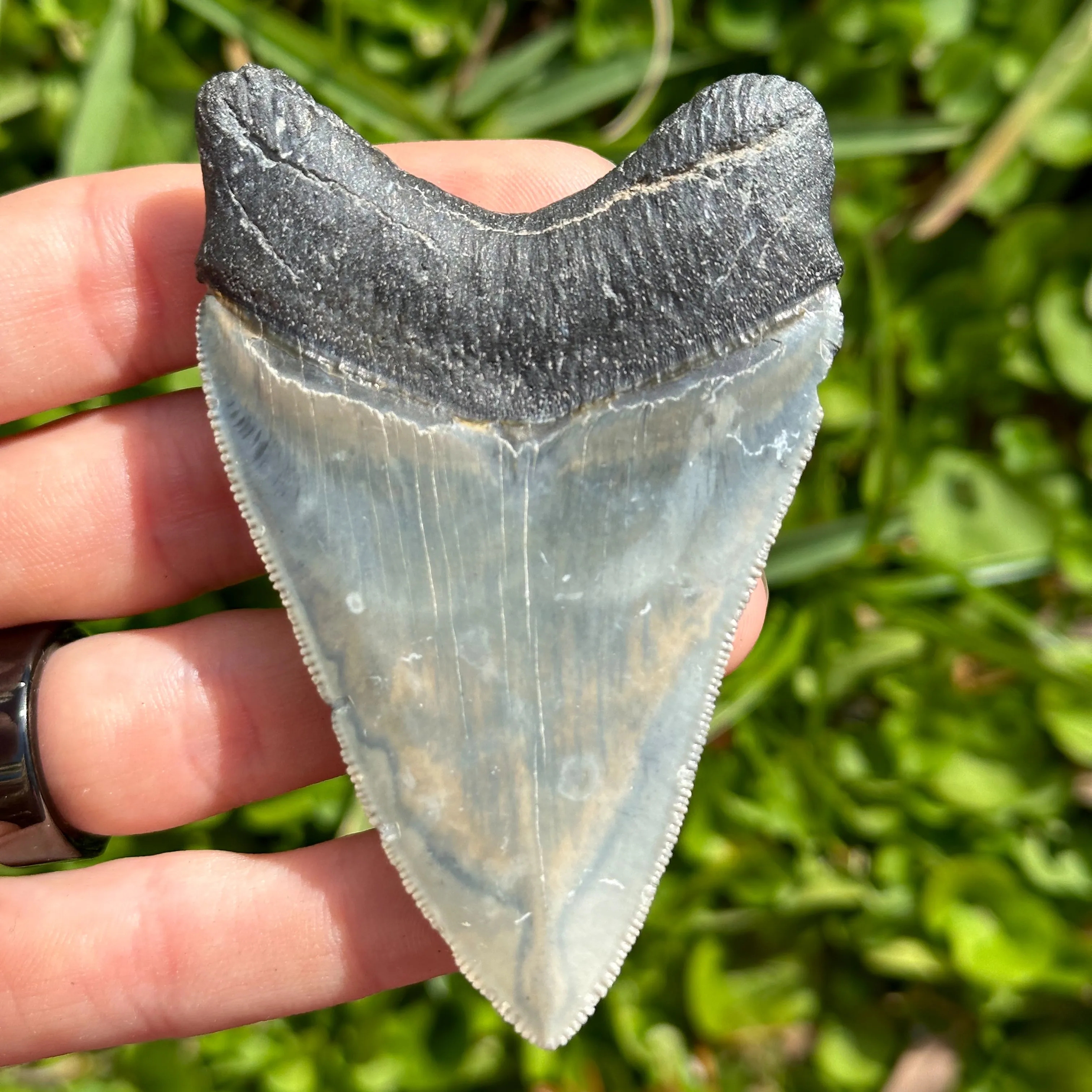 Megalodon Shark Tooth | (3  Inch)