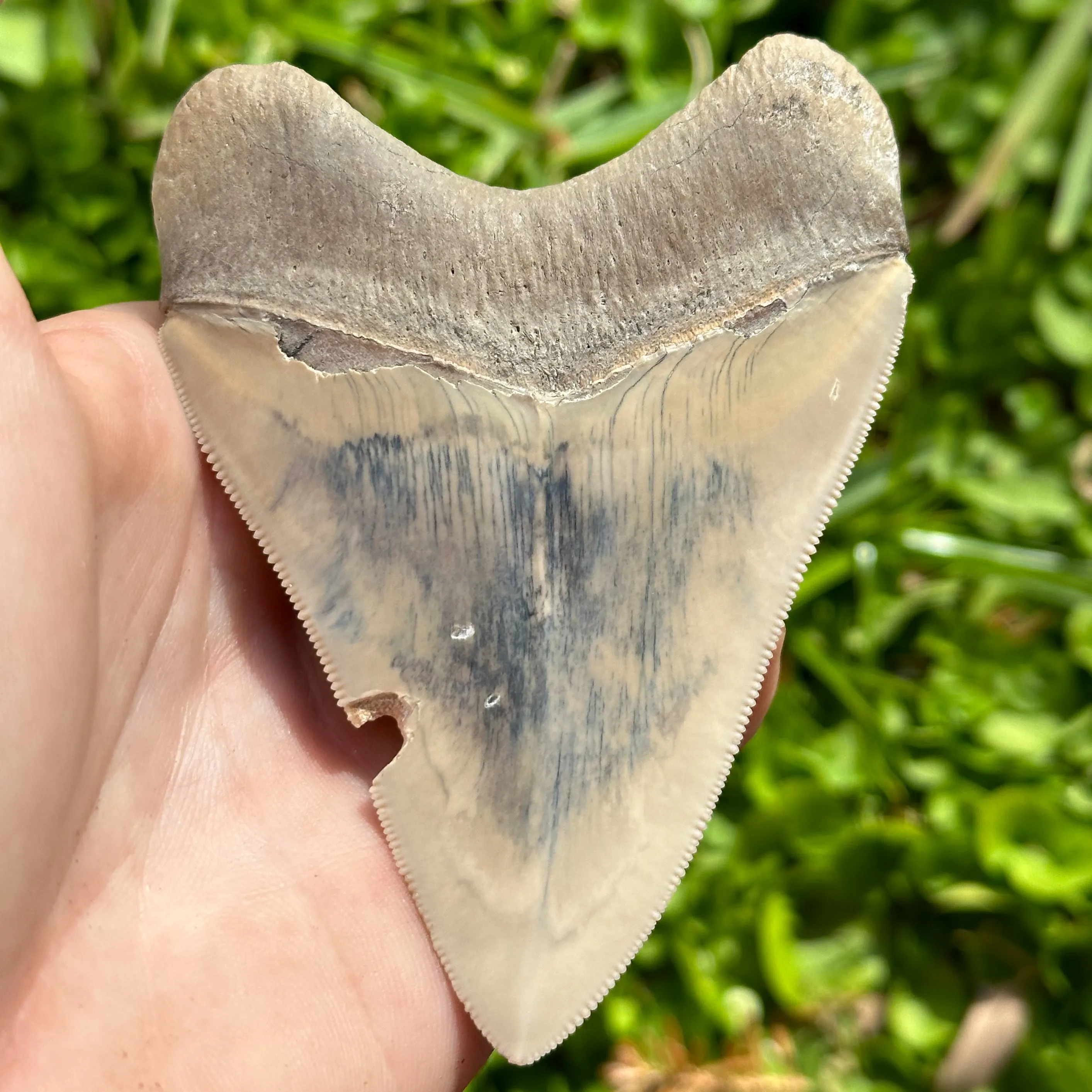 Megalodon Shark Tooth | (3  Inch)