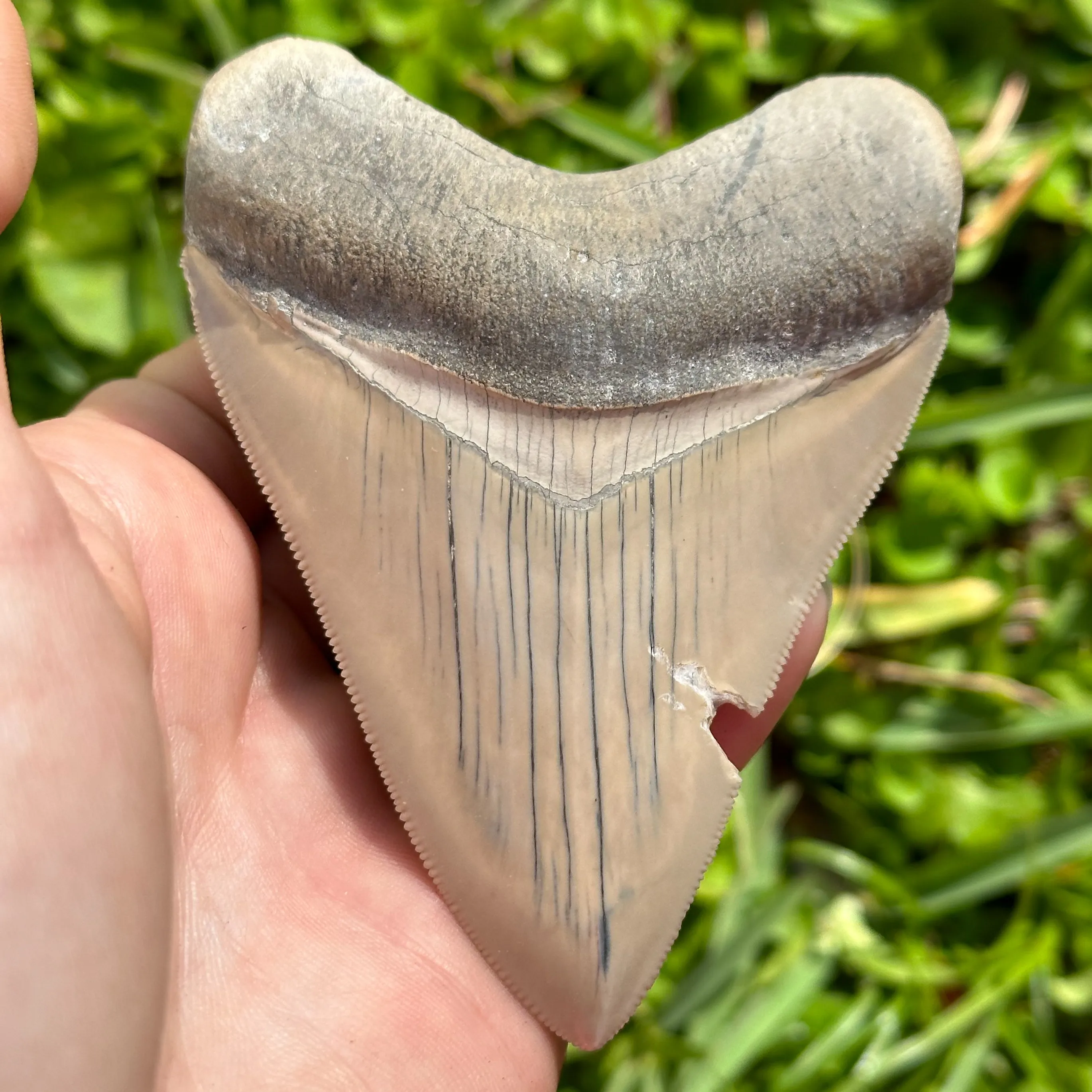 Megalodon Shark Tooth | (3  Inch)