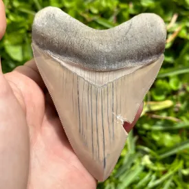 Megalodon Shark Tooth | (3  Inch)