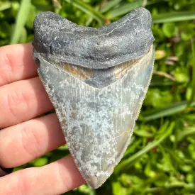 Megalodon Shark Tooth | (3  Inch)
