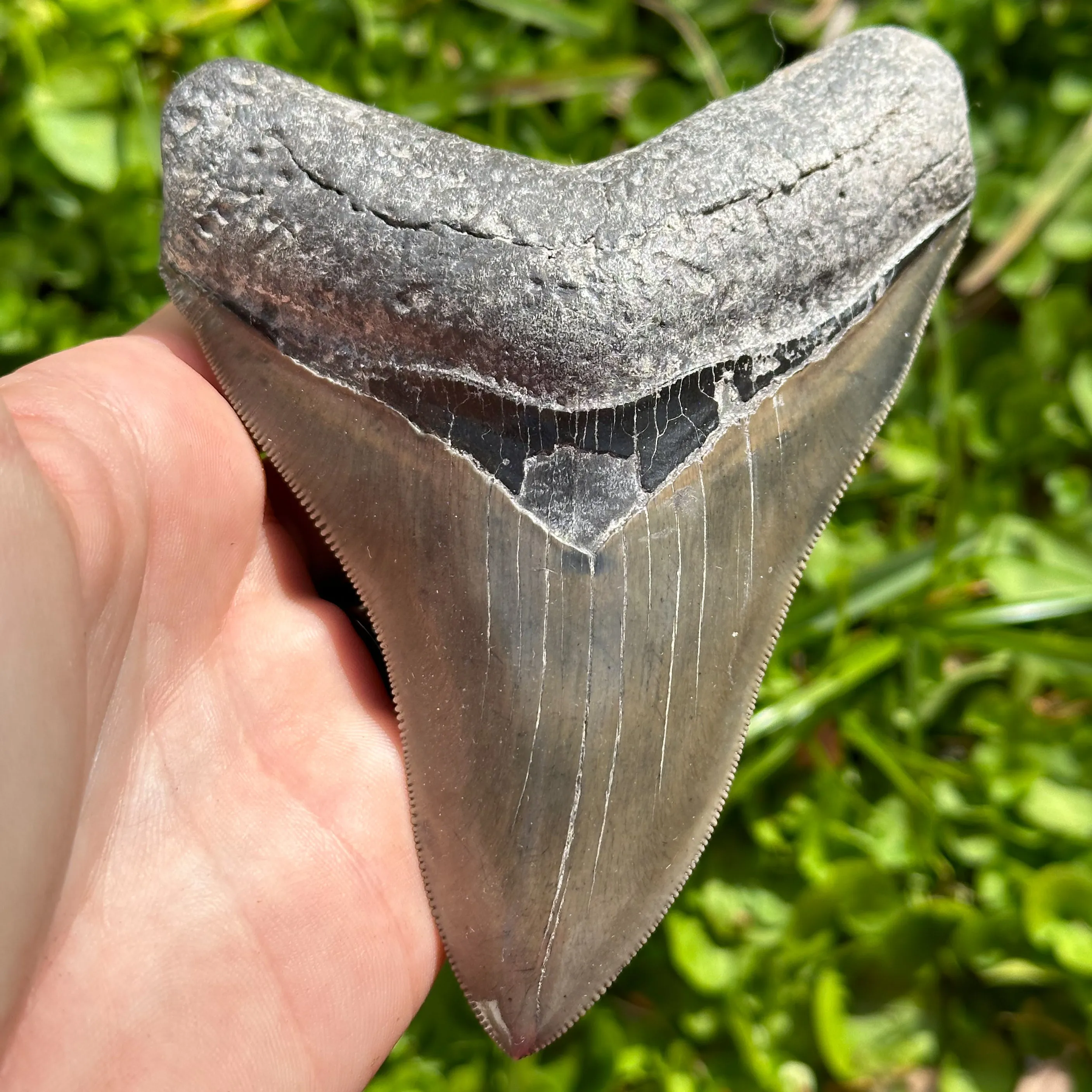 Megalodon Shark Tooth | (4  Inch)