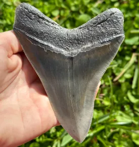 Megalodon Shark Tooth | (4  Inch)