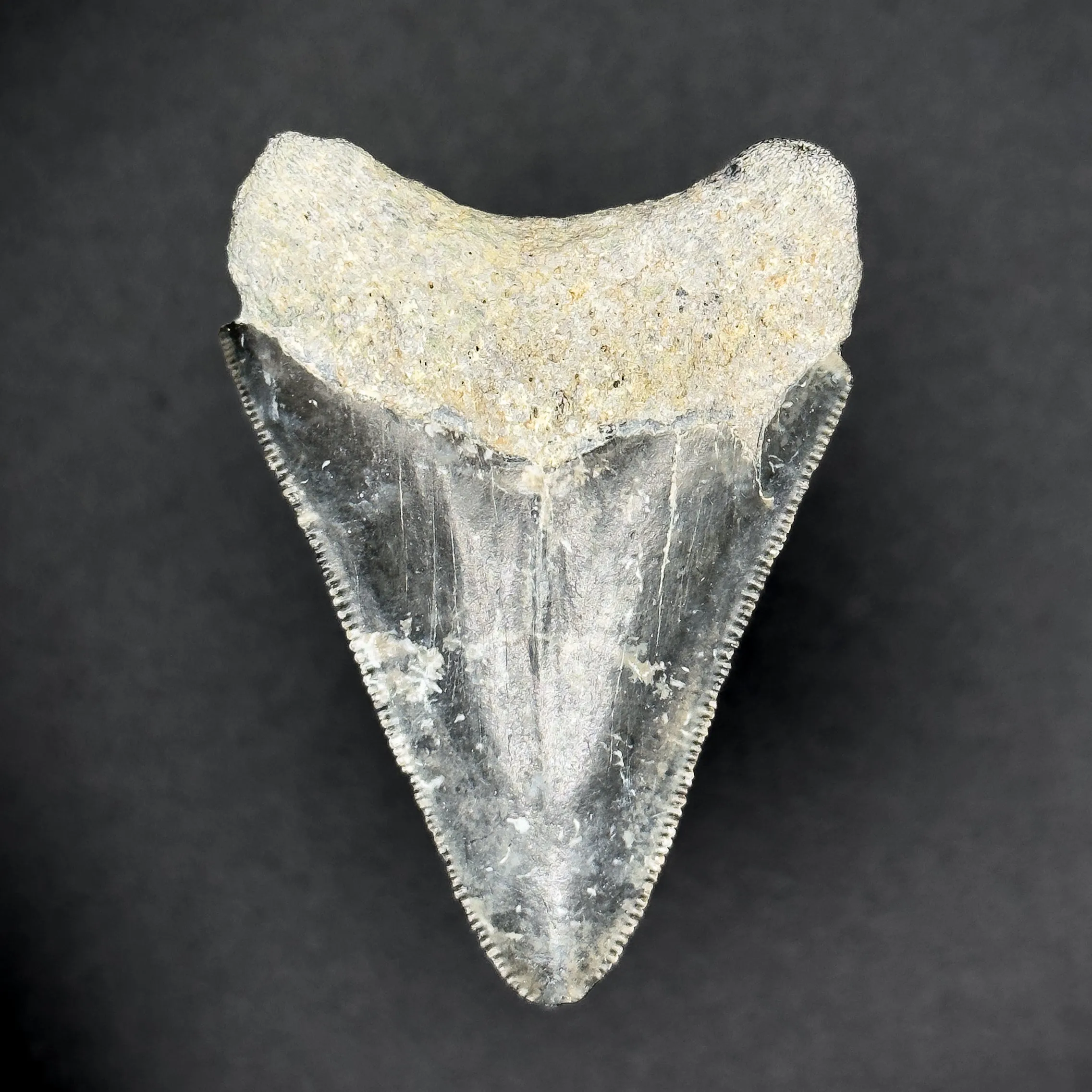 Megalodon Shark Tooth | (Central Florida)