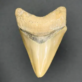 Megalodon Shark Tooth | (Central Florida)