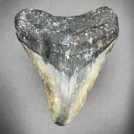 Megalodon Shark Tooth | (Central Florida)