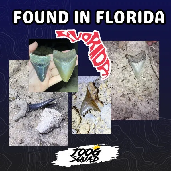 Megalodon Shark Tooth | (Central Florida)