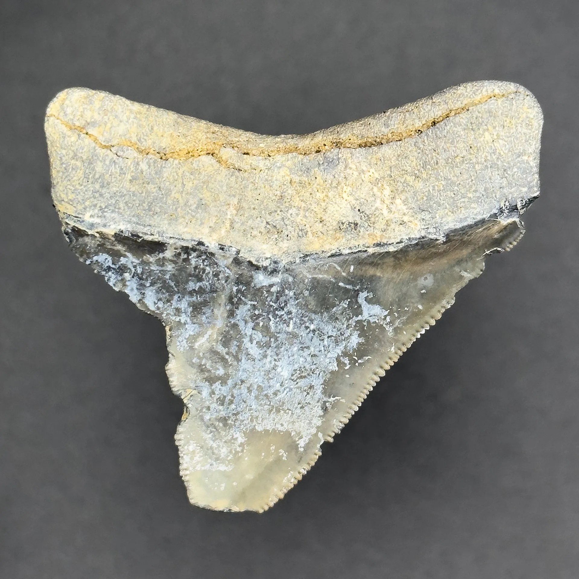 Megalodon Shark Tooth | (Central Florida)