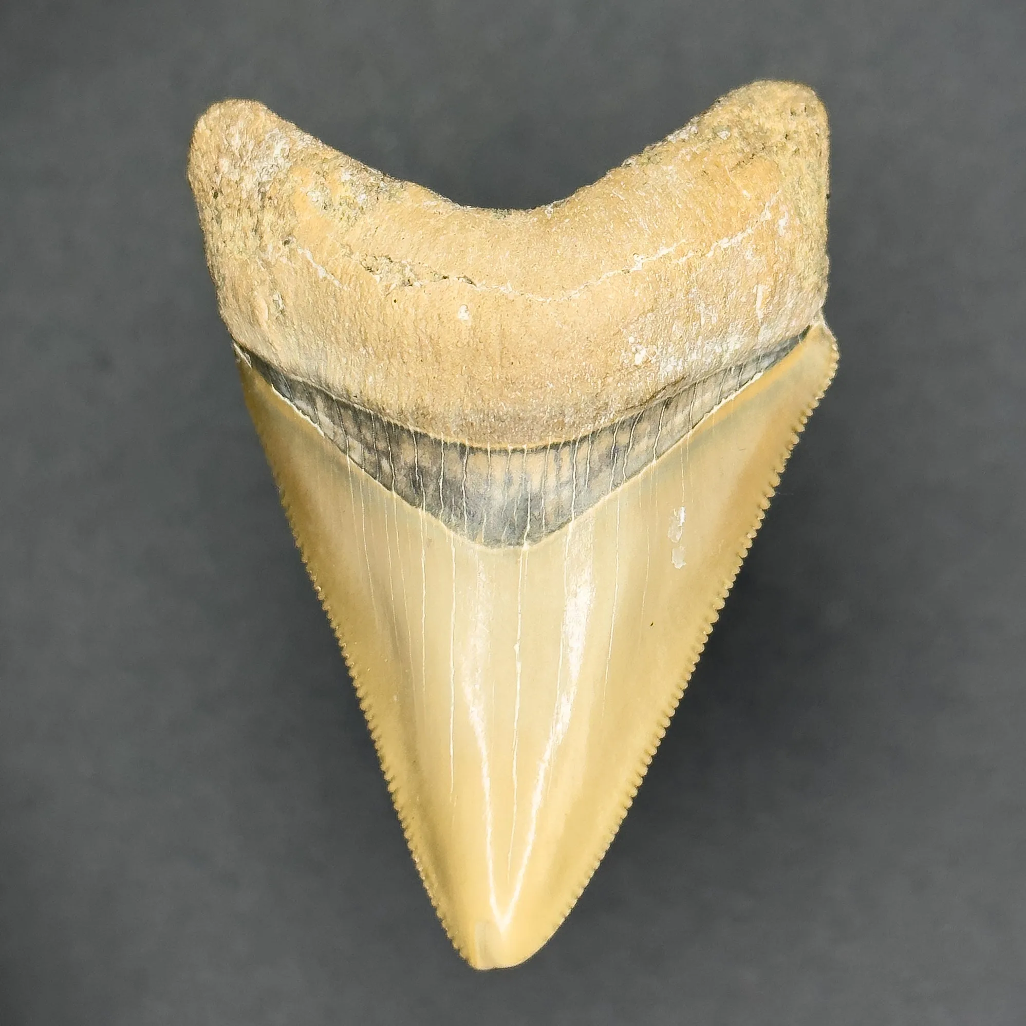 Megalodon Shark Tooth | (Central Florida)