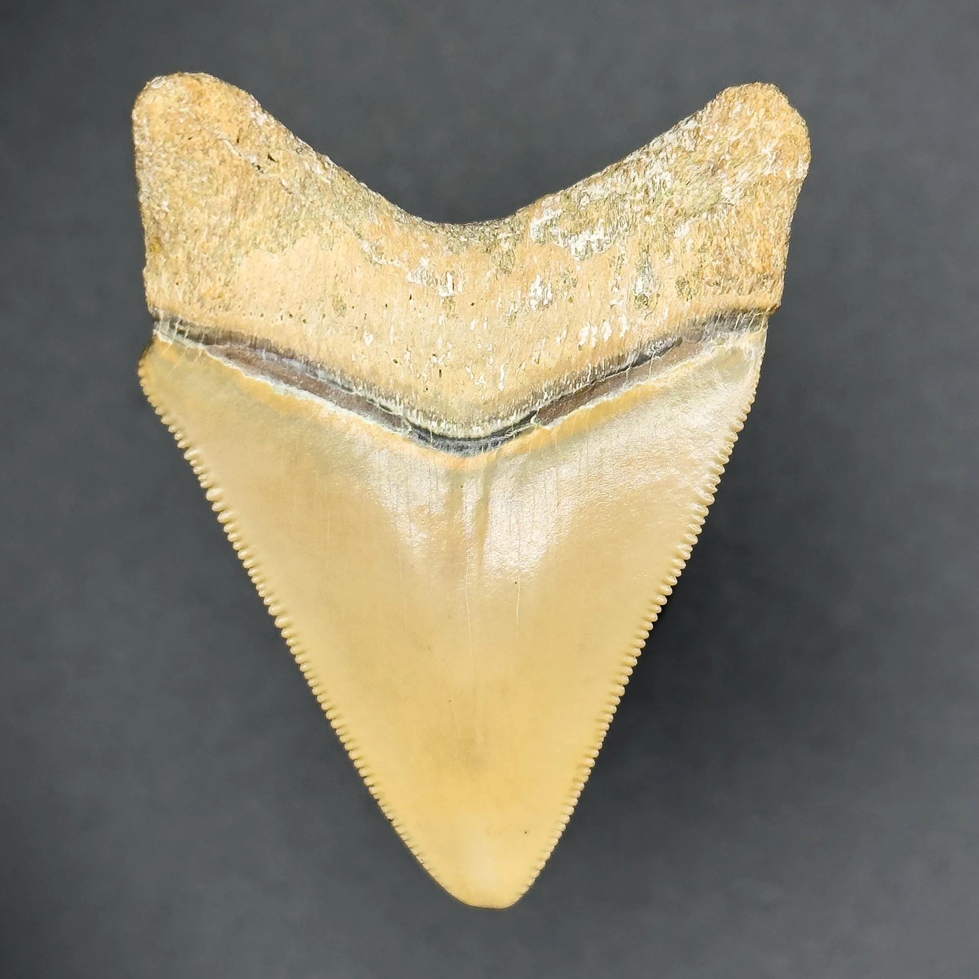 Megalodon Shark Tooth | (Central Florida)