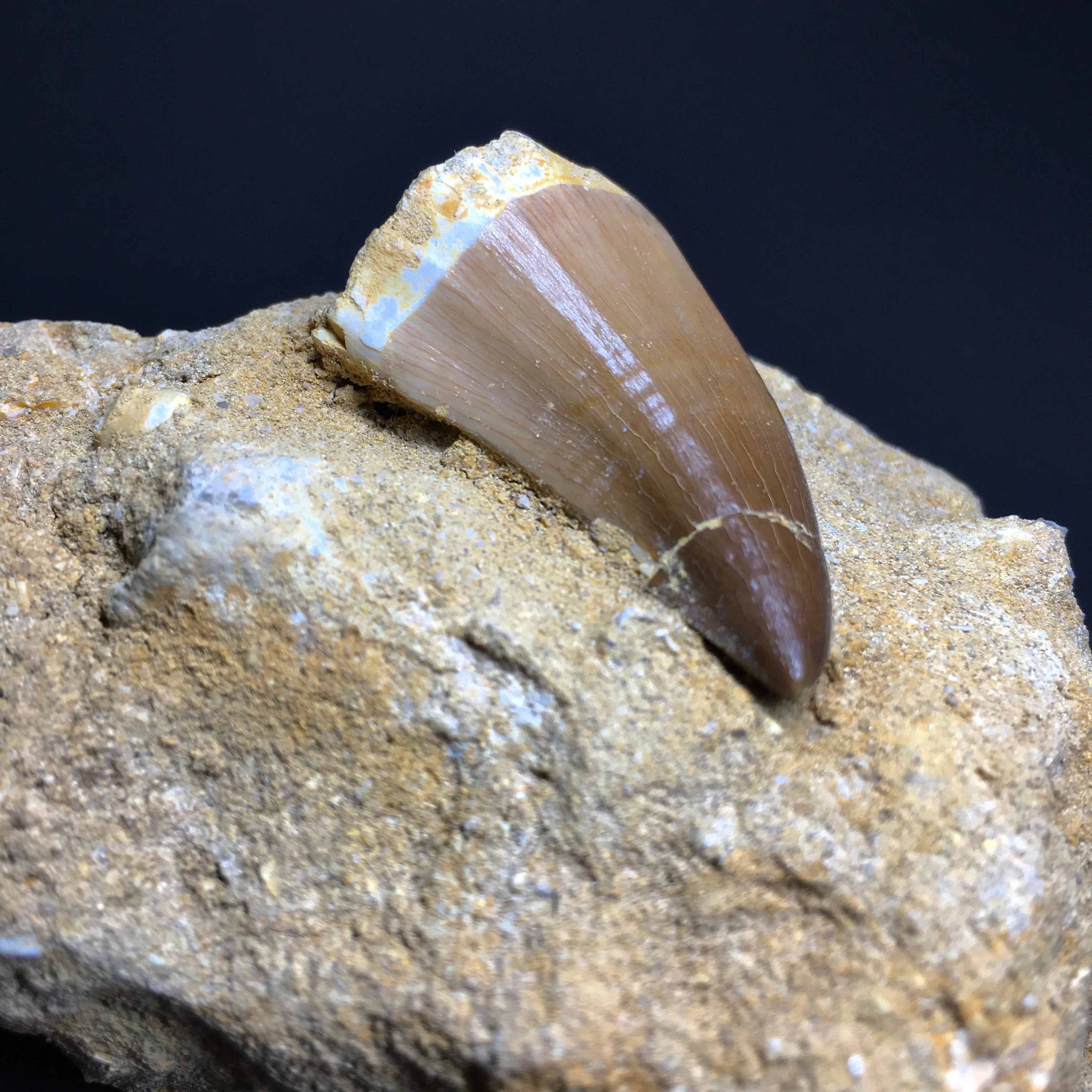 Mosasaur Tooth