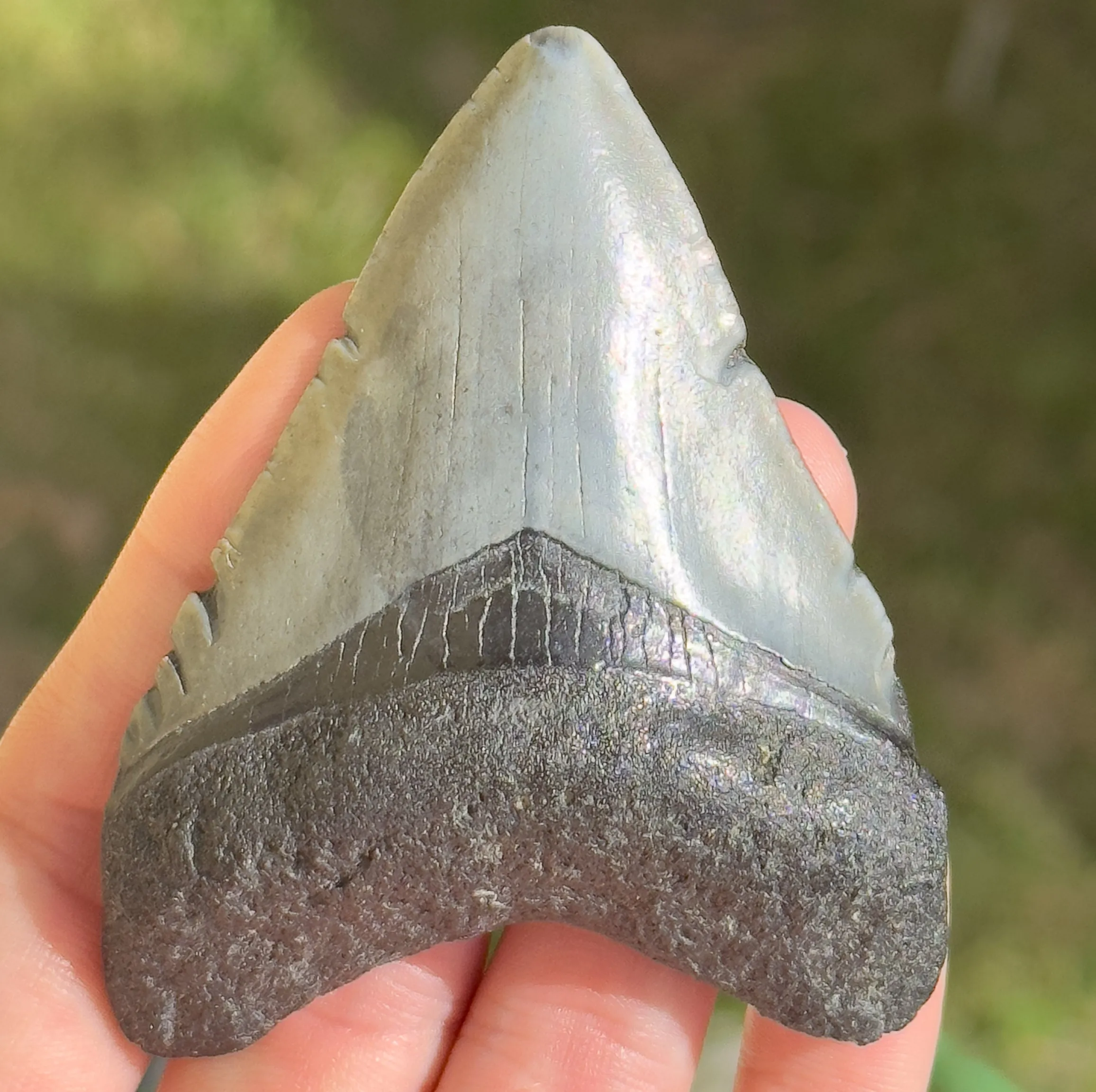 RARE Megalodon Shark Tooth | 3 1/8 Inch | (Central Florida)