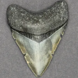 RARE Megalodon Shark Tooth | 3 1/8 Inch | (Central Florida)