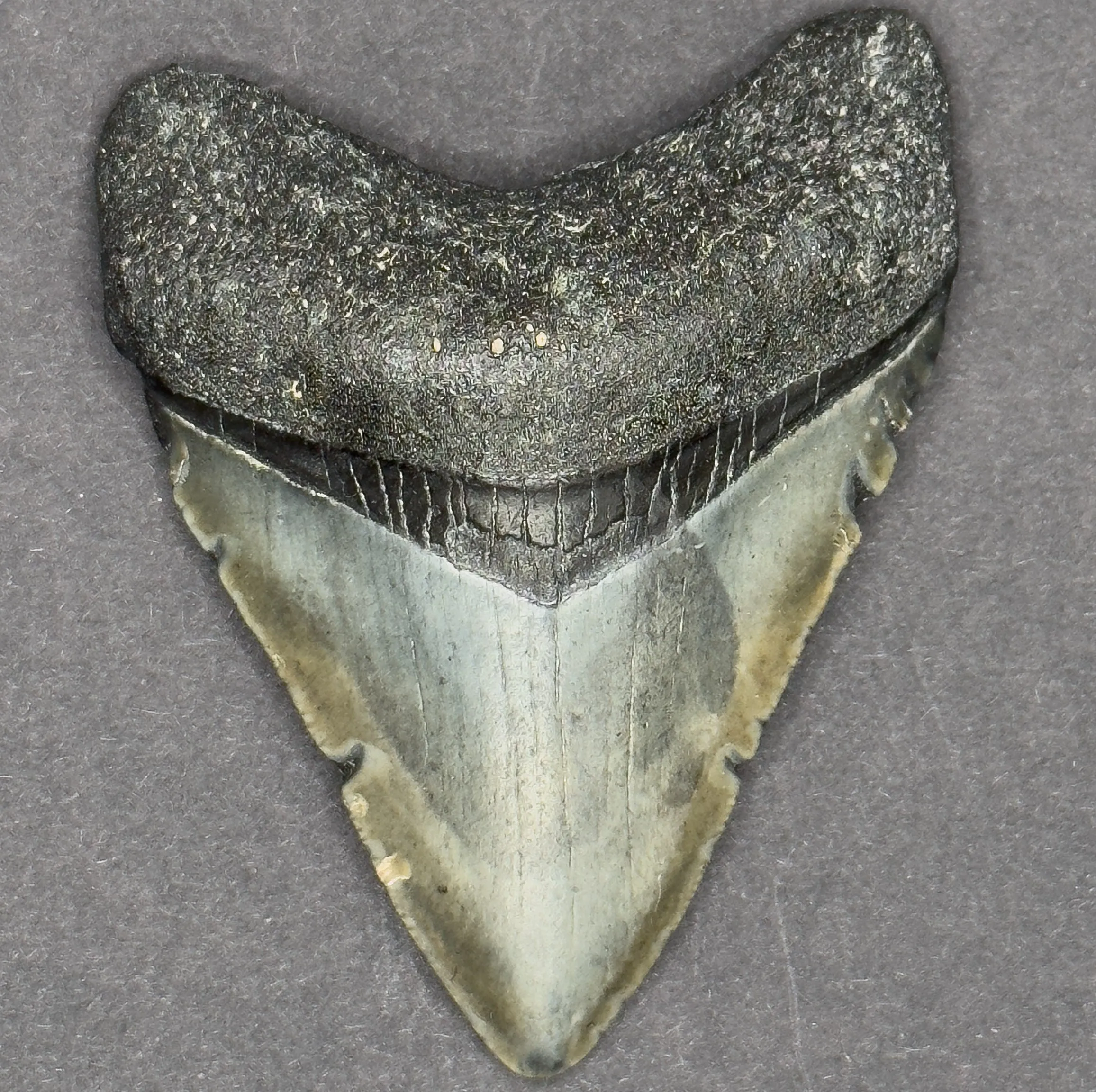 RARE Megalodon Shark Tooth | 3 1/8 Inch | (Central Florida)