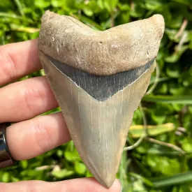 RARE Megalodon Shark Tooth | (Central Florida)