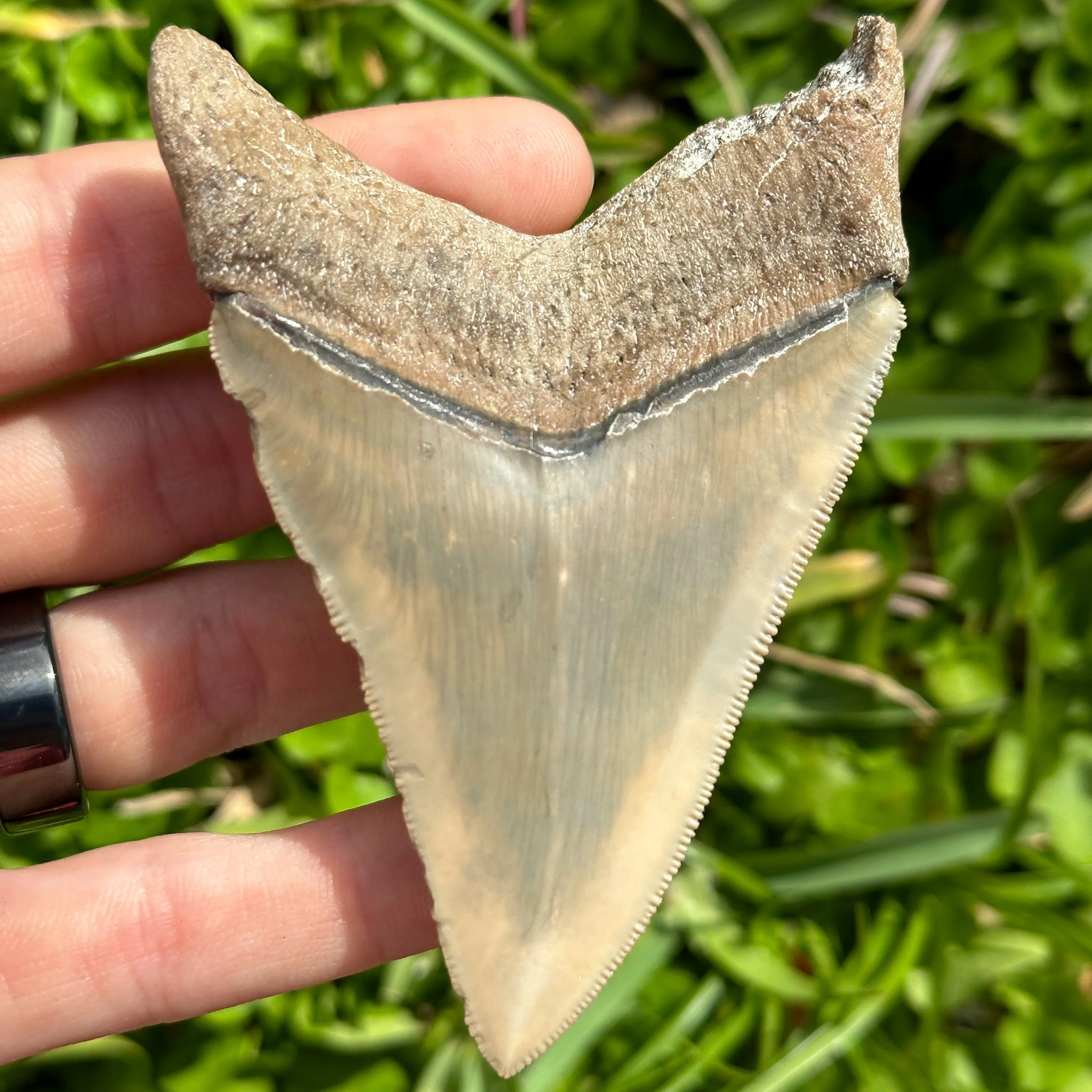 RARE Megalodon Shark Tooth | (Central Florida)