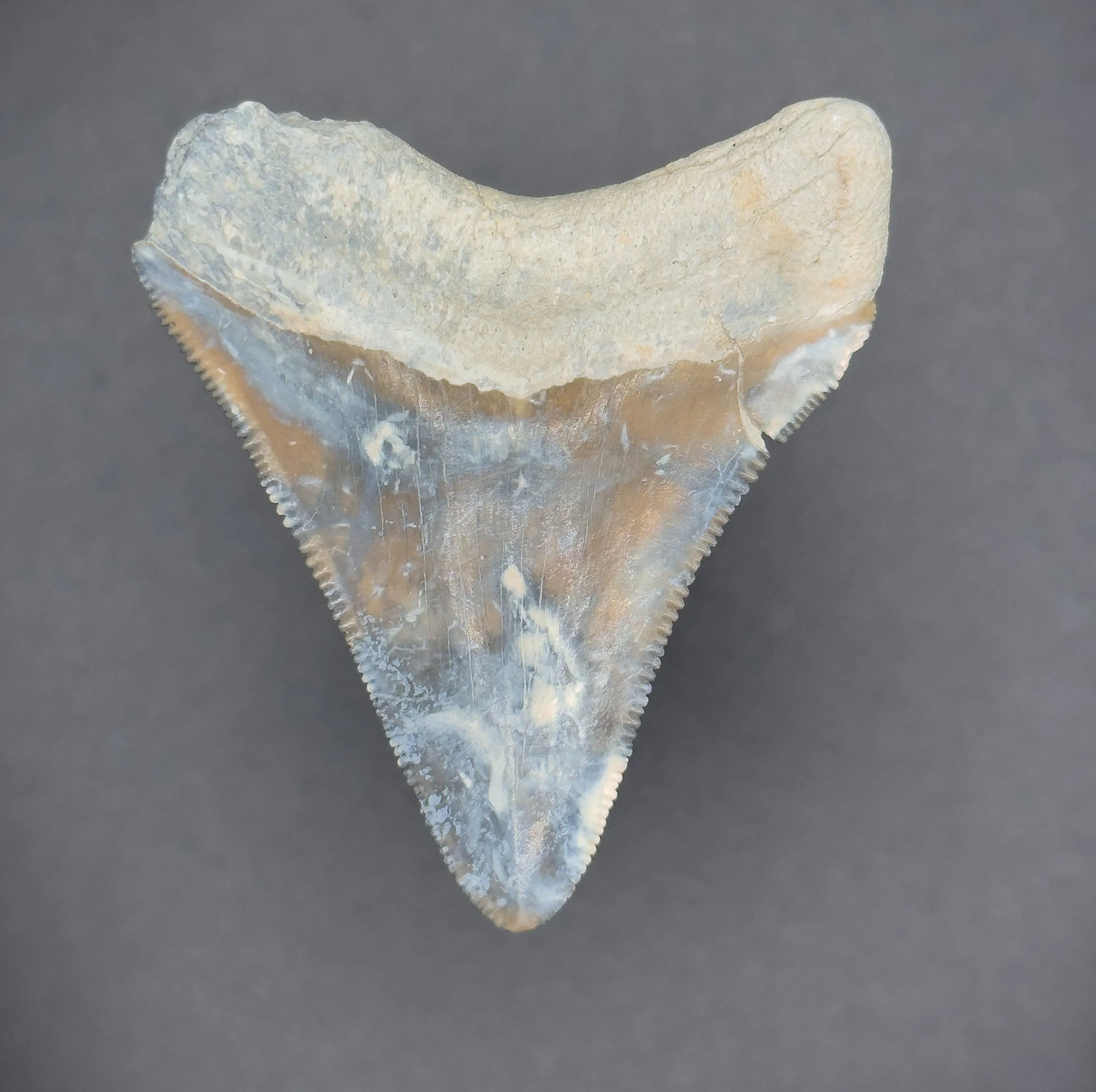RARE Megalodon Shark Tooth | (Central Florida)