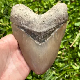 RARE Megalodon Shark Tooth | (Central Florida)