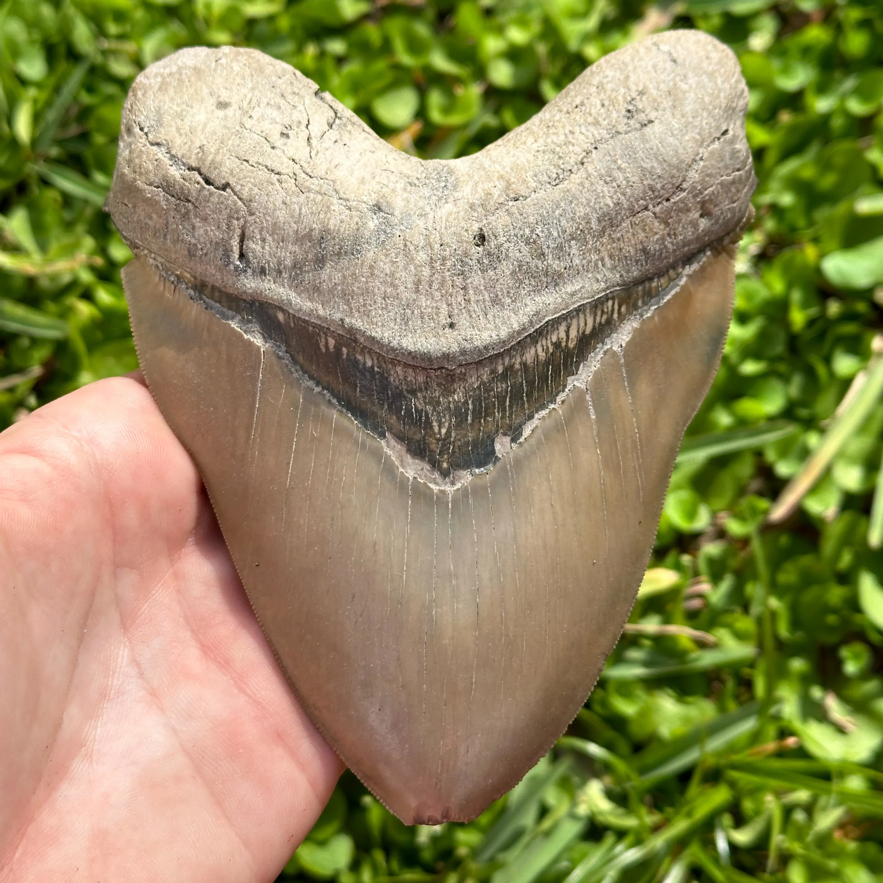 RARE Megalodon Shark Tooth | (Central Florida)