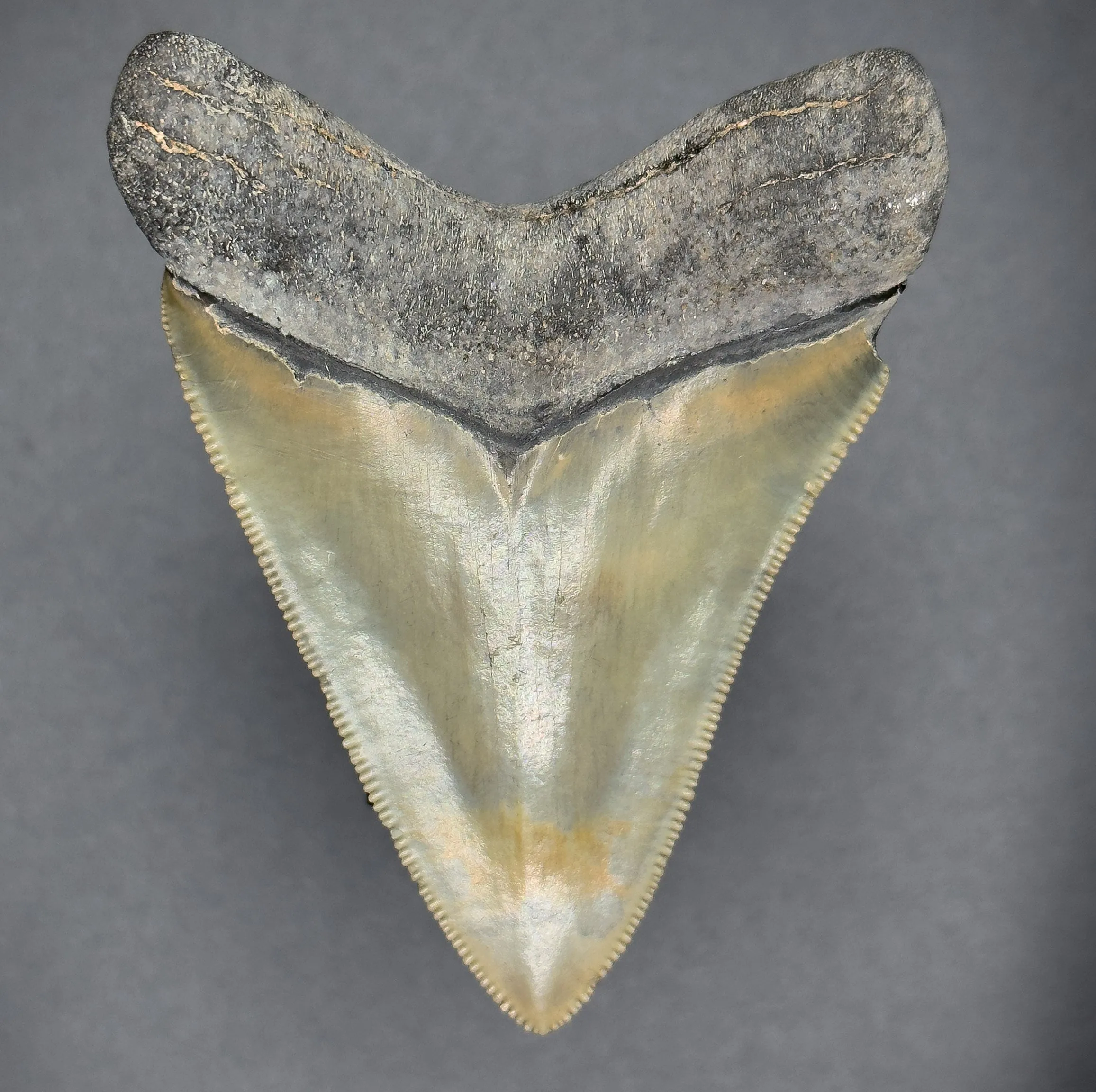 SMOKER Megalodon Shark Tooth | (Central Florida)