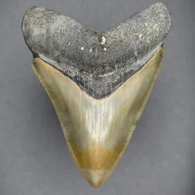 SMOKER Megalodon Shark Tooth | (Central Florida)